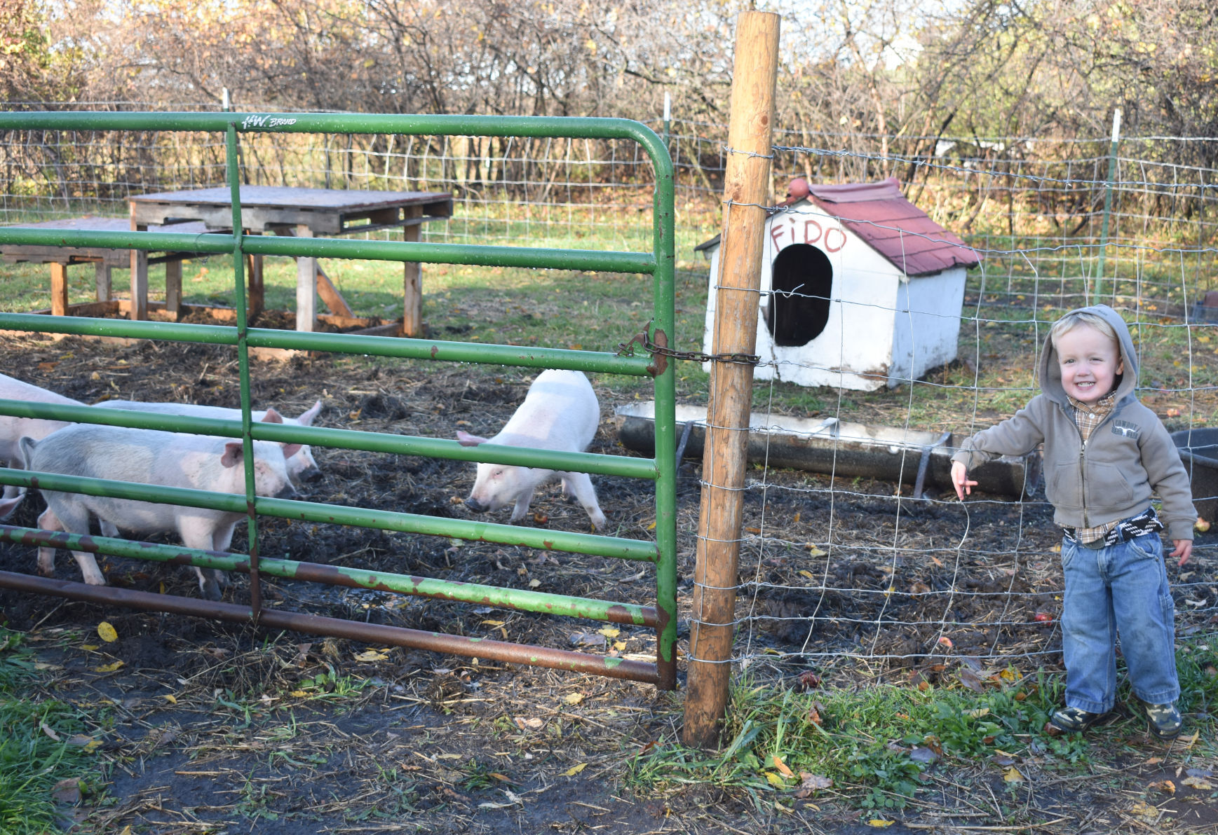 Cooper and pigs.jpg